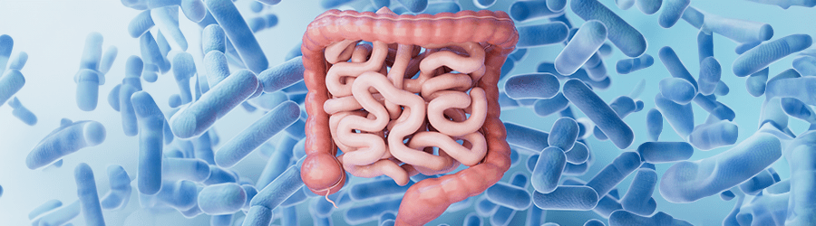 Gut Health and Weight Balance: How Your Microbiome Holds the Keys to Weight Loss